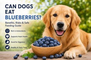 Dog eating fresh blueberries as a healthy treat